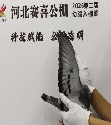 详细阅读:蜀翔变鸽公相春棚(蜀翔赛鸽俱乐部总冠军) 蜀翔变鸽公相春棚(蜀翔赛鸽俱乐部总冠军)